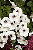 PETUNIA TIDAL WAVE SILVER