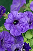 PETUNIA WAVE BLUE