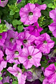 PETUNIA WAVE LAVENDER