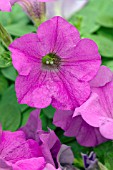 PETUNIA WAVE LAVENDER