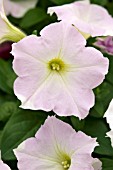 PETUNIA WAVE MISTY LILAC