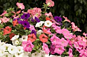 PETUNIA WAVE MIX