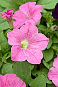 PETUNIA WAVE PINK