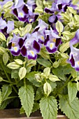 TORENIA FOURNIERI CLOWN BLUE