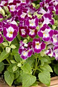 TORENIA FOURNIERI CLOWN BURGUNDY