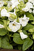 TORENIA FOURNIERI CLOWN WHITE