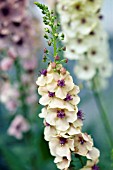 VERBASCUM X HYBRIDA SOUTHERN CHARM