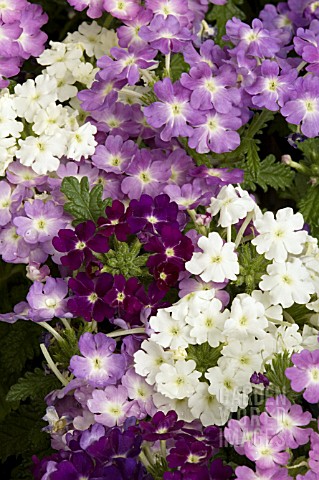 VERBENA_X_HYBRIDA_QUARTZ_WATERFALL_MIX