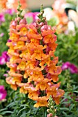 ANITRRHINUM MAJUS SONNET ORANGE