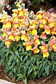 ANTIRRHINUM MAJUS FLORAL SHOWERS APRICOT BICOLOR