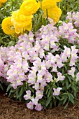 ANTIRRHINUM MAJUS FLORAL SHOWERS LAVENDER BICOLOR