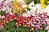 ANTIRRHINUM MAJUS FLORAL SHOWERS MIX