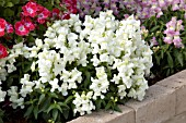 ANTIRRHINUM MAJUS FLORAL SHOWERS WHITE