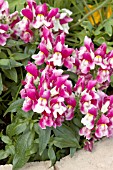 ANTIRRHINUM MAJUS FLORAL SHOWERS WINE BICOLOR