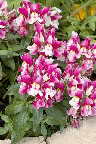 ANTIRRHINUM_MAJUS_FLORAL_SHOWERS_WINE_BICOLOR