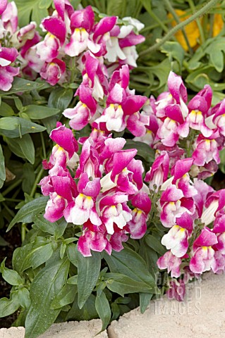 ANTIRRHINUM_MAJUS_FLORAL_SHOWERS_WINE_BICOLOR