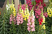 ANTIRRHINUM MAJUS MIX