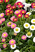 BELLIS PERENNIS GALAXY MIX