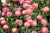 BELLIS PERENNIS GALAXY PINK