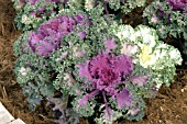 BRASSICA OLERACEA NAGOYA MIX FLOWERING KALE