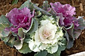 BRASSICA OLERACEA OSAKA MIX FLOWERING CABBAGE