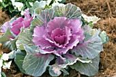 BRASSICA OLERACEA TOKYO FLOWERING CABBAGE