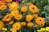 CALENDULA OFFICINALIS CALYPSO ORANGE