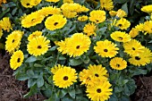 CALENDULA OFFICINALIS CALYPSO YELLOW