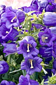 CAMPANULA MEDIUM CHAMPION BLUE