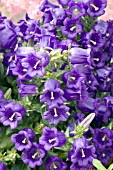 CAMPANULA MEDIUM CHAMPION BLUE