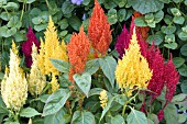 CELOSIA PLUMOSA CENTURY MIX