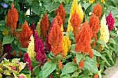 CELOSIA PLUMOSA CENTURY MIX