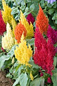 CELOSIA PLUMOSA MIX