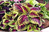 COLEUS KONG ROSE