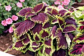 COLEUS KING KONG