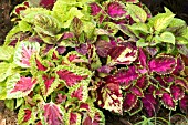 COLEUS MIX