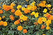 COSMOS SULPHUREUS MIX