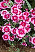 DIANTHUS DIAMOND PURPLE PICOTEE