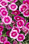 DIANTHUS DIAMOND PURPLE PICOTEE