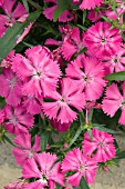 DIANTHUS DIAMOND BLUSH PINK