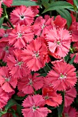 DIANTHUS DIAMOND CORAL