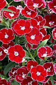 DIANTHUS DIAMOND SCARLET