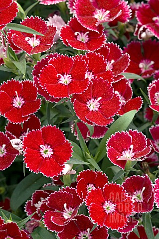 DIANTHUS_DIAMOND_SCARLET