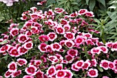 DIANTHUS DIAMOND PURPLE PICOTEE