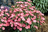 DIANTHUS DIAMOND CORAL