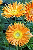 GERBERA JAMESONII FESTIVAL SPIDER ORANGE