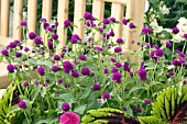 GOMPHRENA GLOBOSA ALL AROUND PURPLE