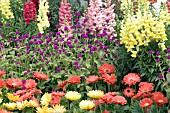 ANNUAL MIX GOMPHRENA, GERBERA, ANTIRRHINUM