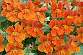 MIMULUS HYBRIDA MYSTIC ORANGE