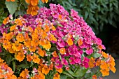 NEMESIA STRUMOSA NEBULA MIX